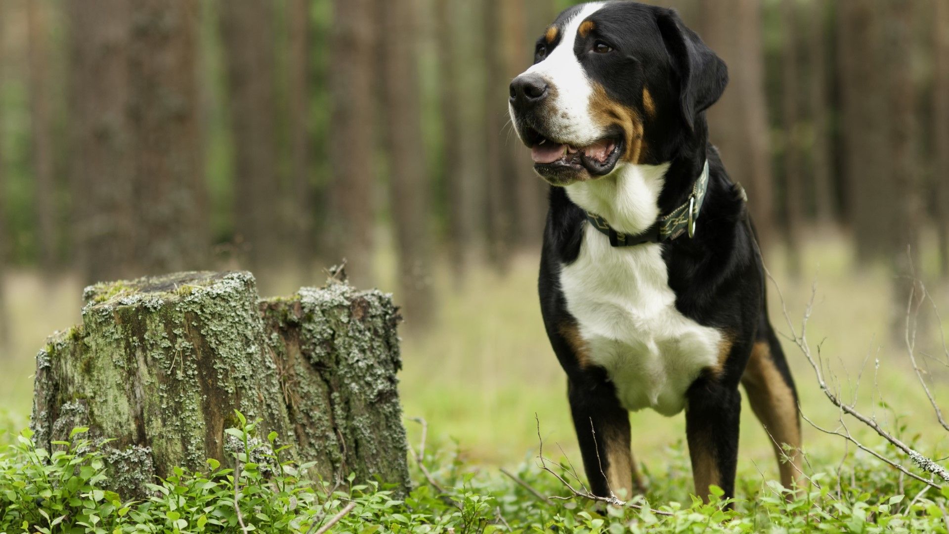 Things to know about Greater Swiss Mountain dogs