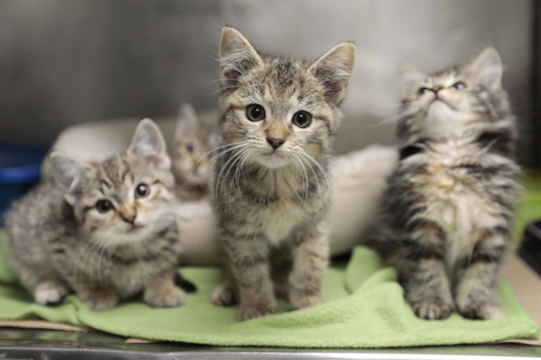 Humane Society gala helps fund animal care across SouthCoast