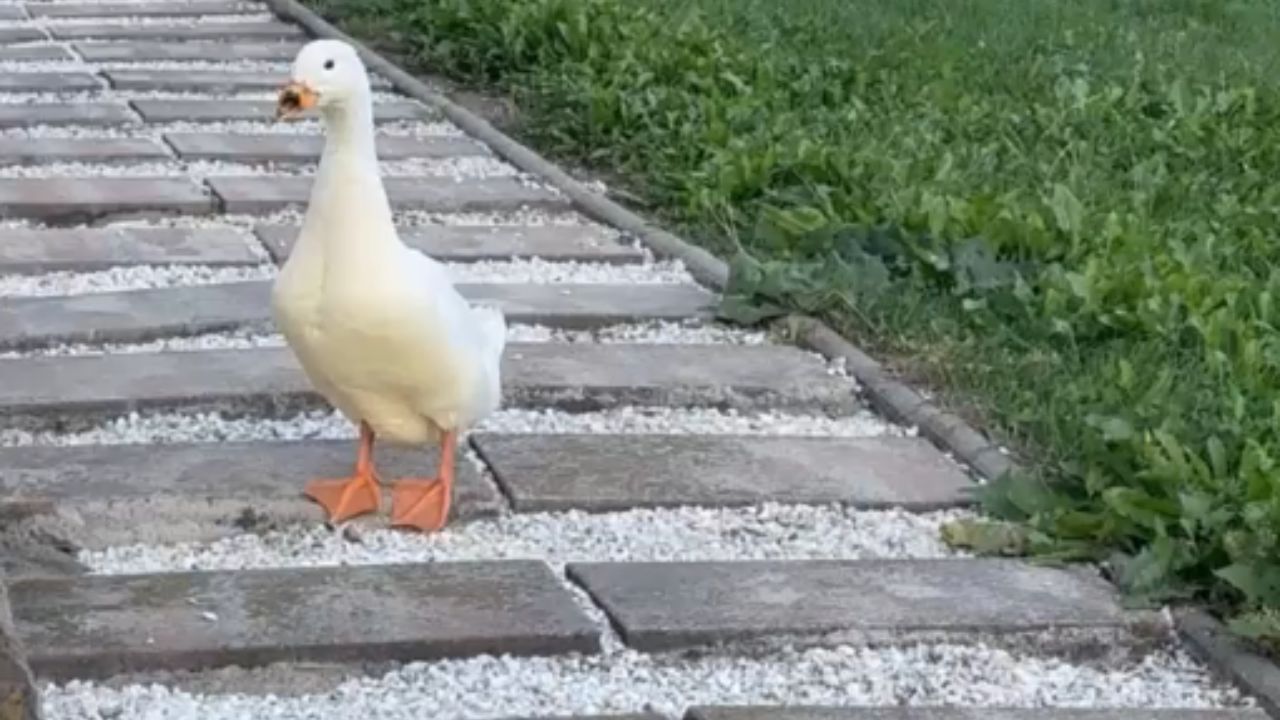 Heartwarming duck finds new life and explores its surroundings