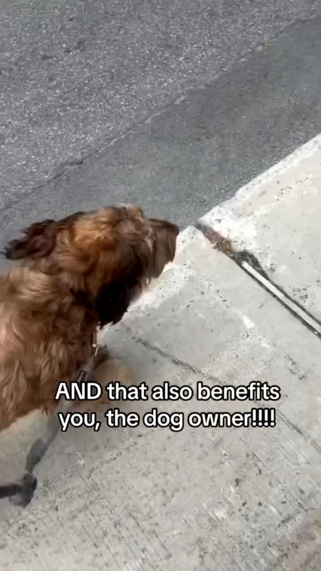 Dog enrichment ideas that combine exercise and mental stimulation