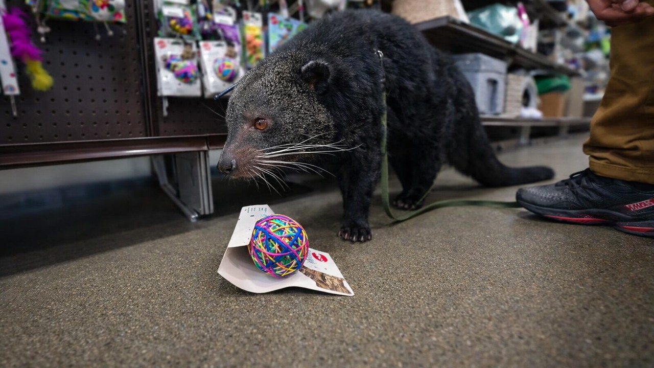 This rare animal smells like popcorn - they took him shopping at a ...