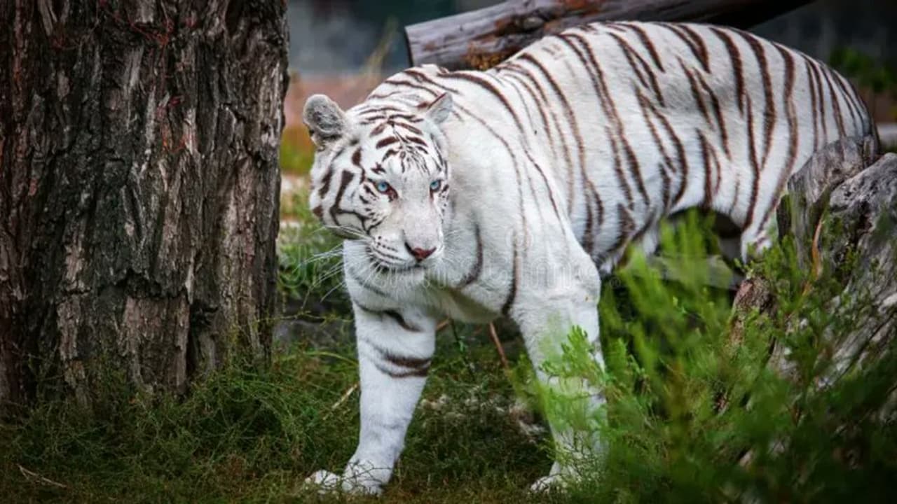 Meet Tejas: Uttarakhand's first white tiger arrives in Dehradun after ...