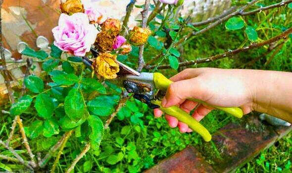 Roses will grow bigger and healthier blooms next year with 1 simple ...