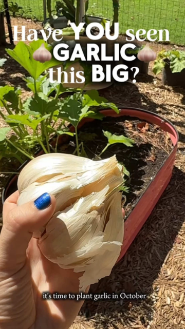 The simple guide to planting garlic in fall