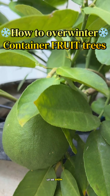 Preparing container fruit trees for cold weather