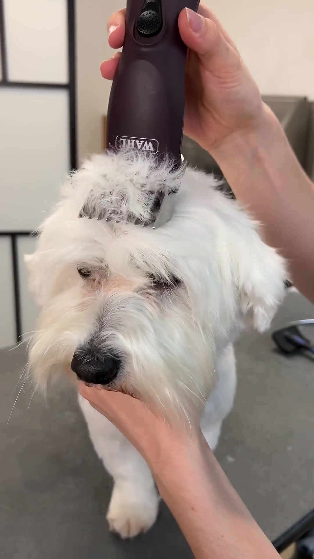 Fluffy pup makeover: Adorable white dog grooming transformation
