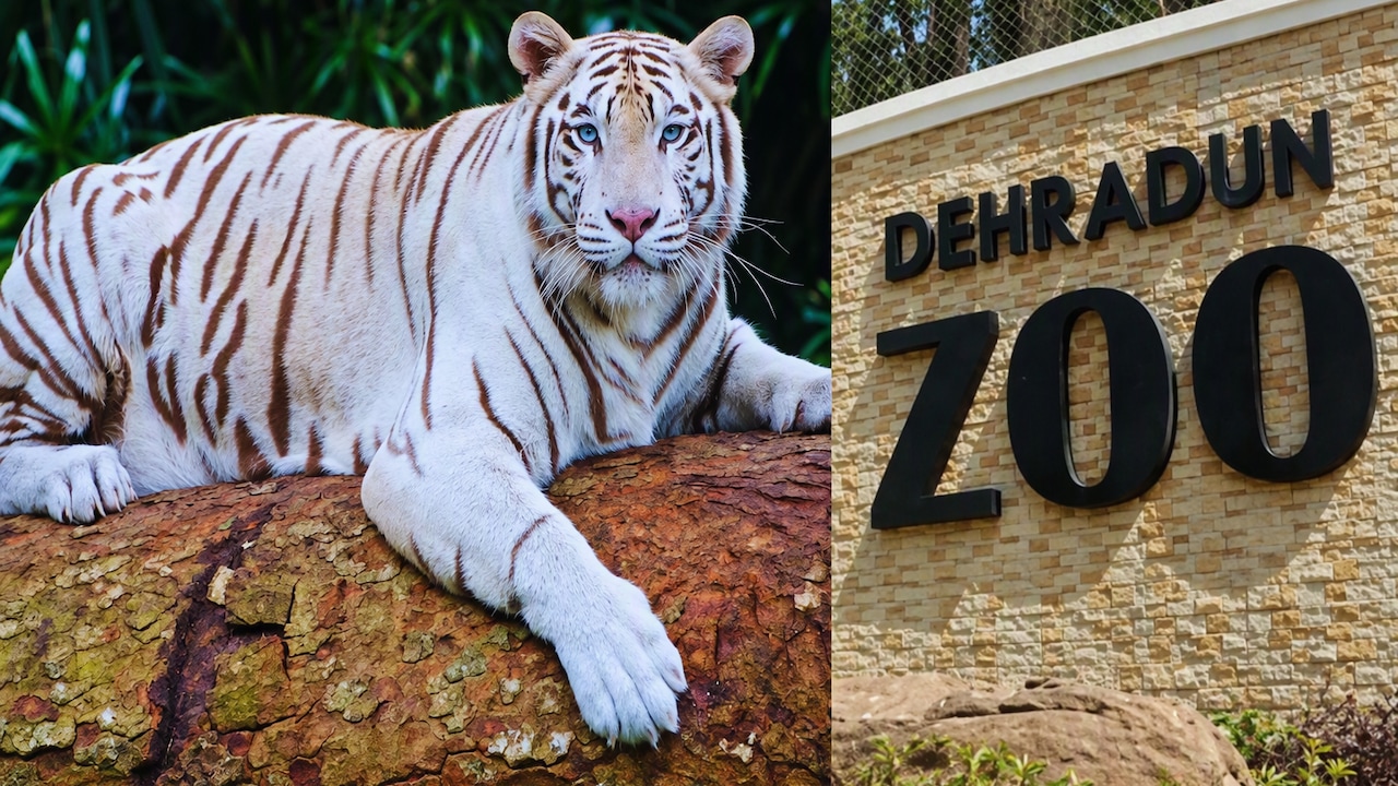 Rare blue-eyed white tiger Tejas reaches Dehradun Zoo after 556 km journey