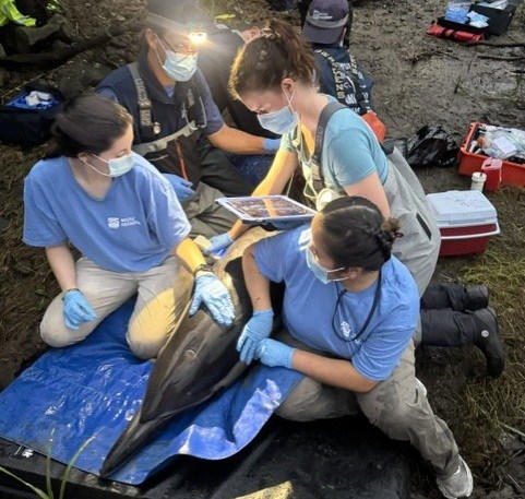 2 dolphins stranded in North Kingstown