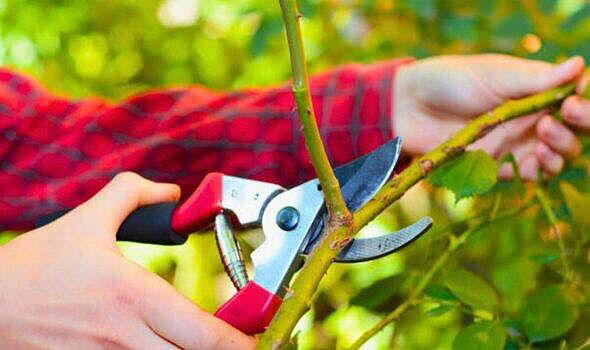 Roses will grow bigger and healthier blooms next year with 1 simple ...