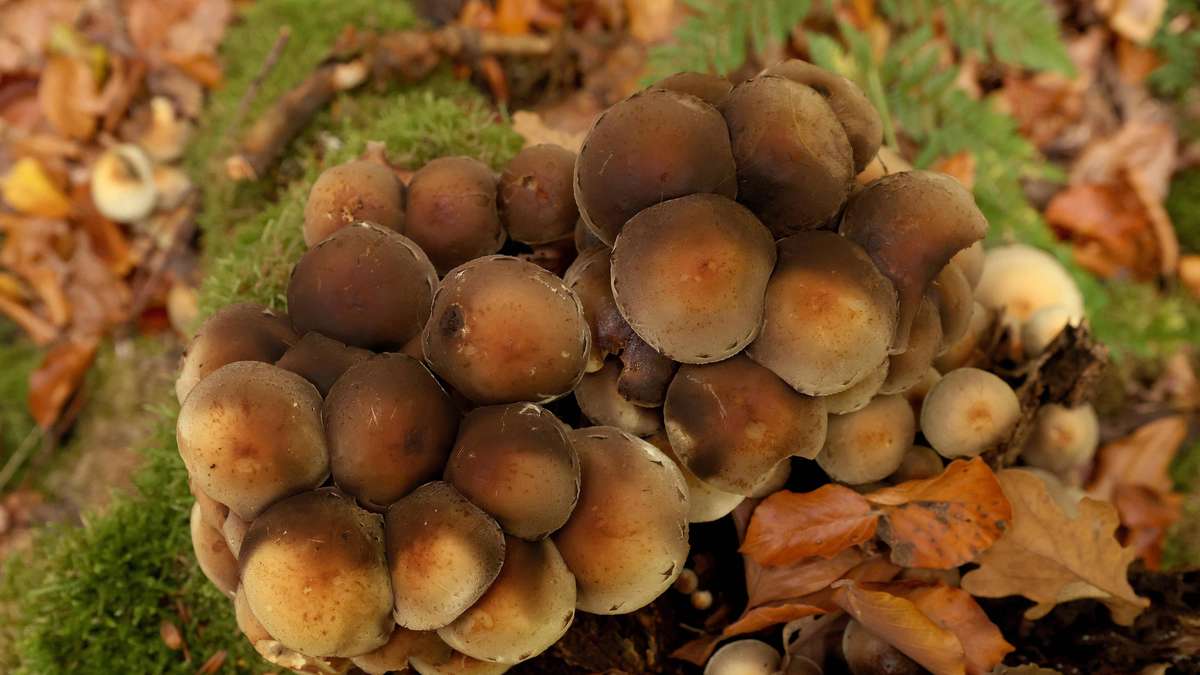 Pilze sammeln in NRW – diesen Fehler sollten Sammler bloß nicht begehen