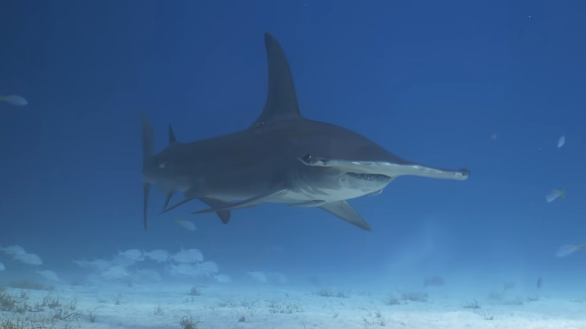 Scientists found sharks living inside an active volcano - they still ...