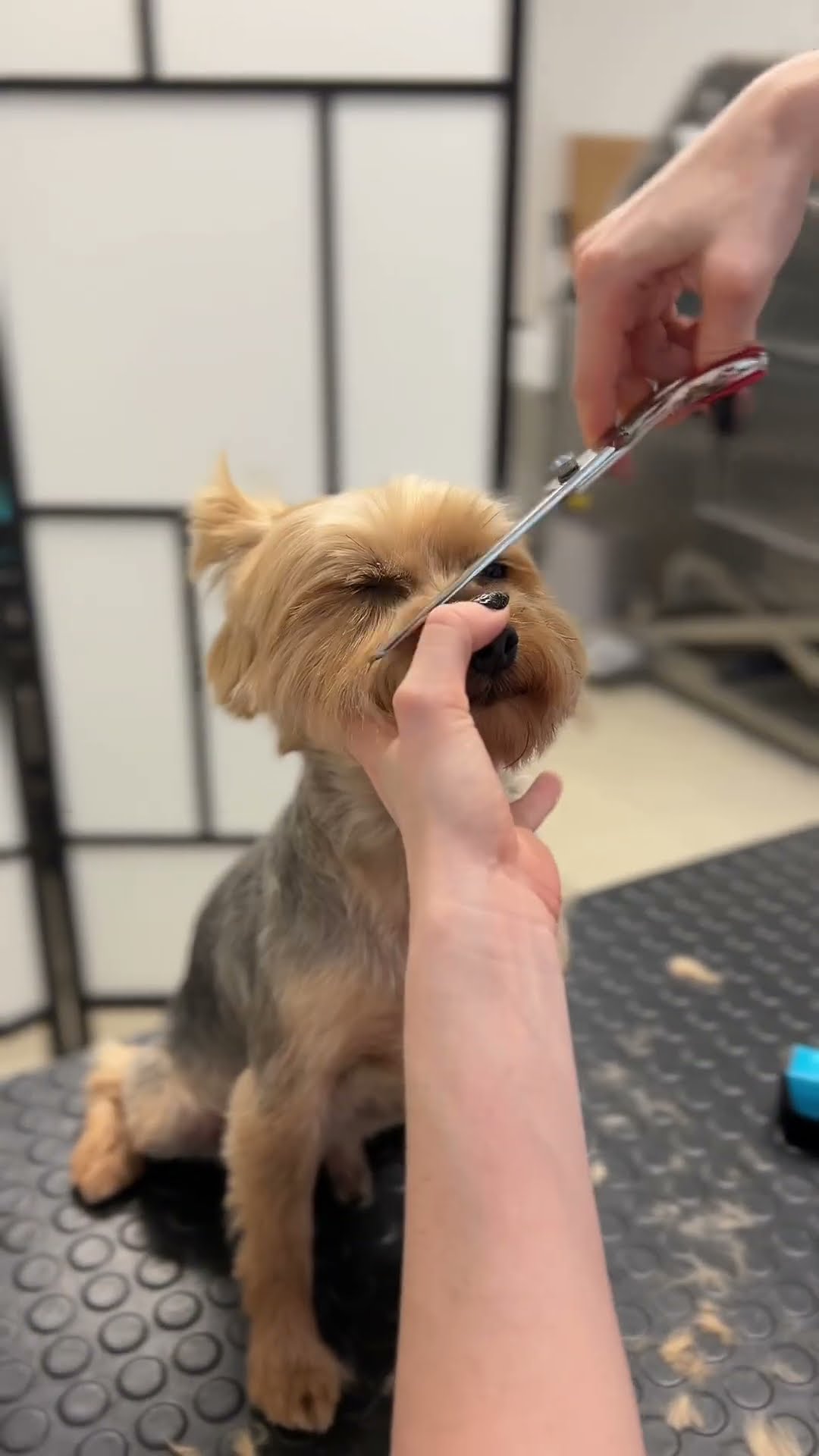 Yorkshire terrier grooming: Step-by-step Yorkie face & ear trim tutorial