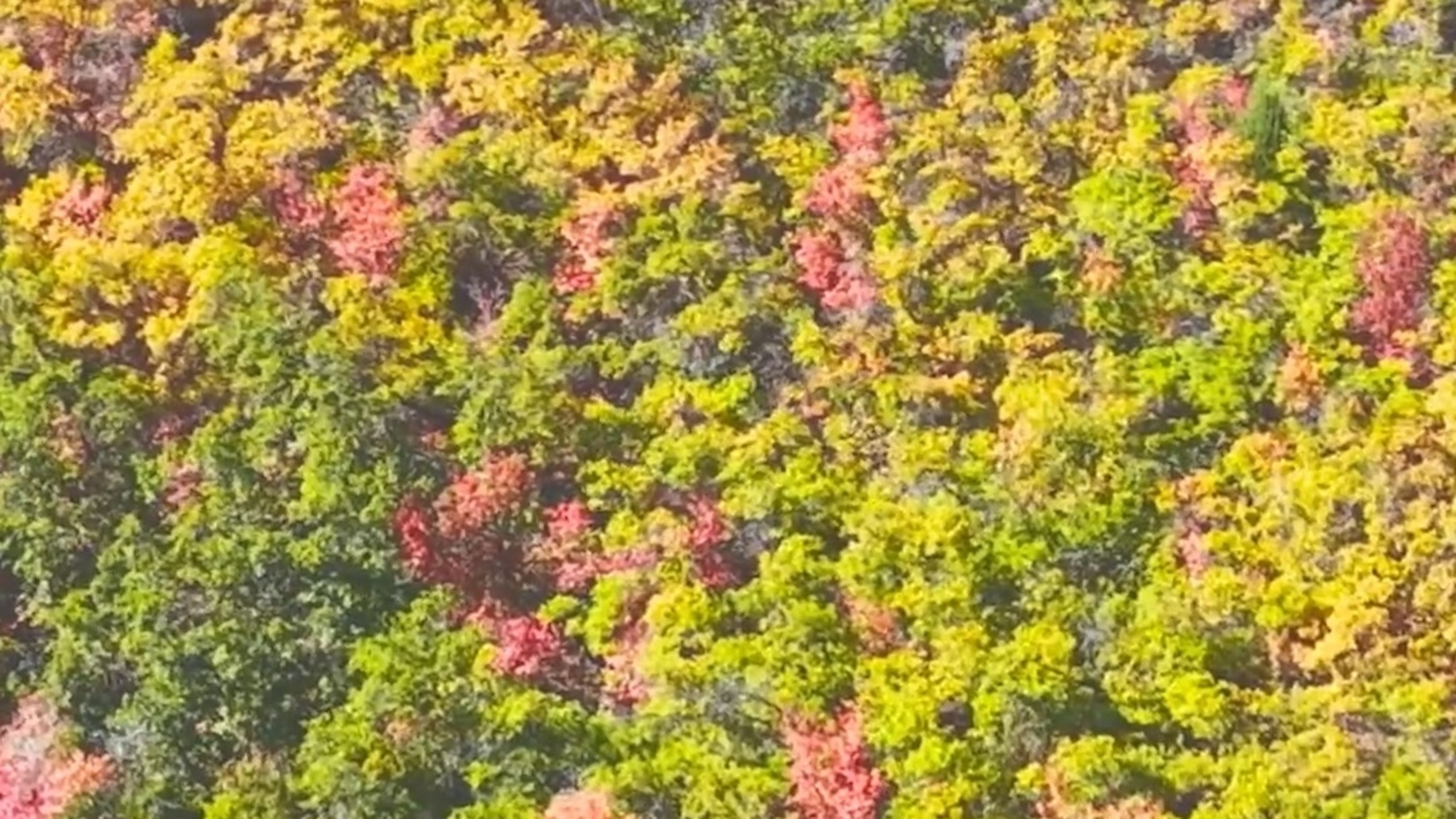 Fall takes over Utah in bright colors