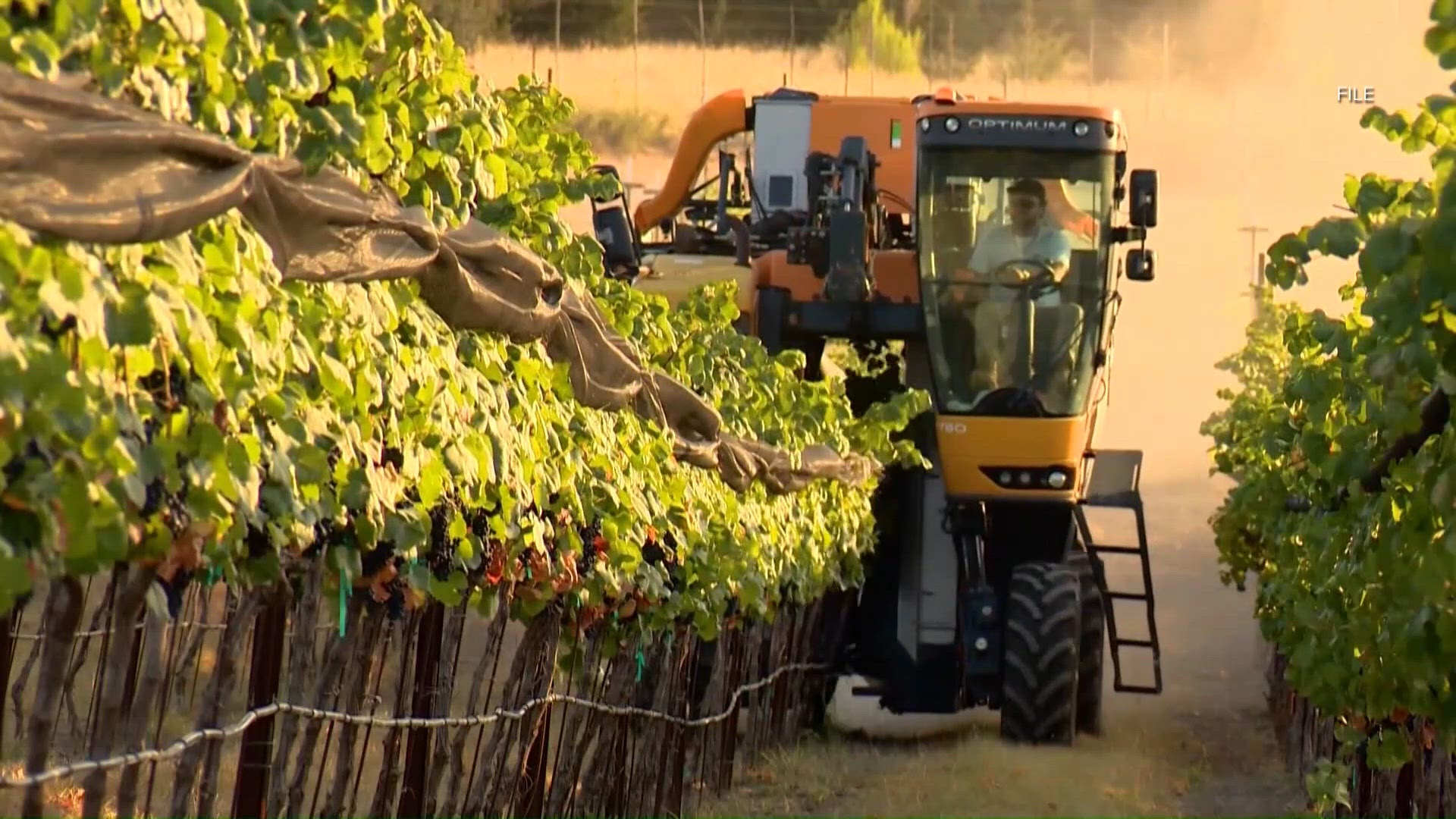 Texas winemakers toast promising harvest despite harsh growing season