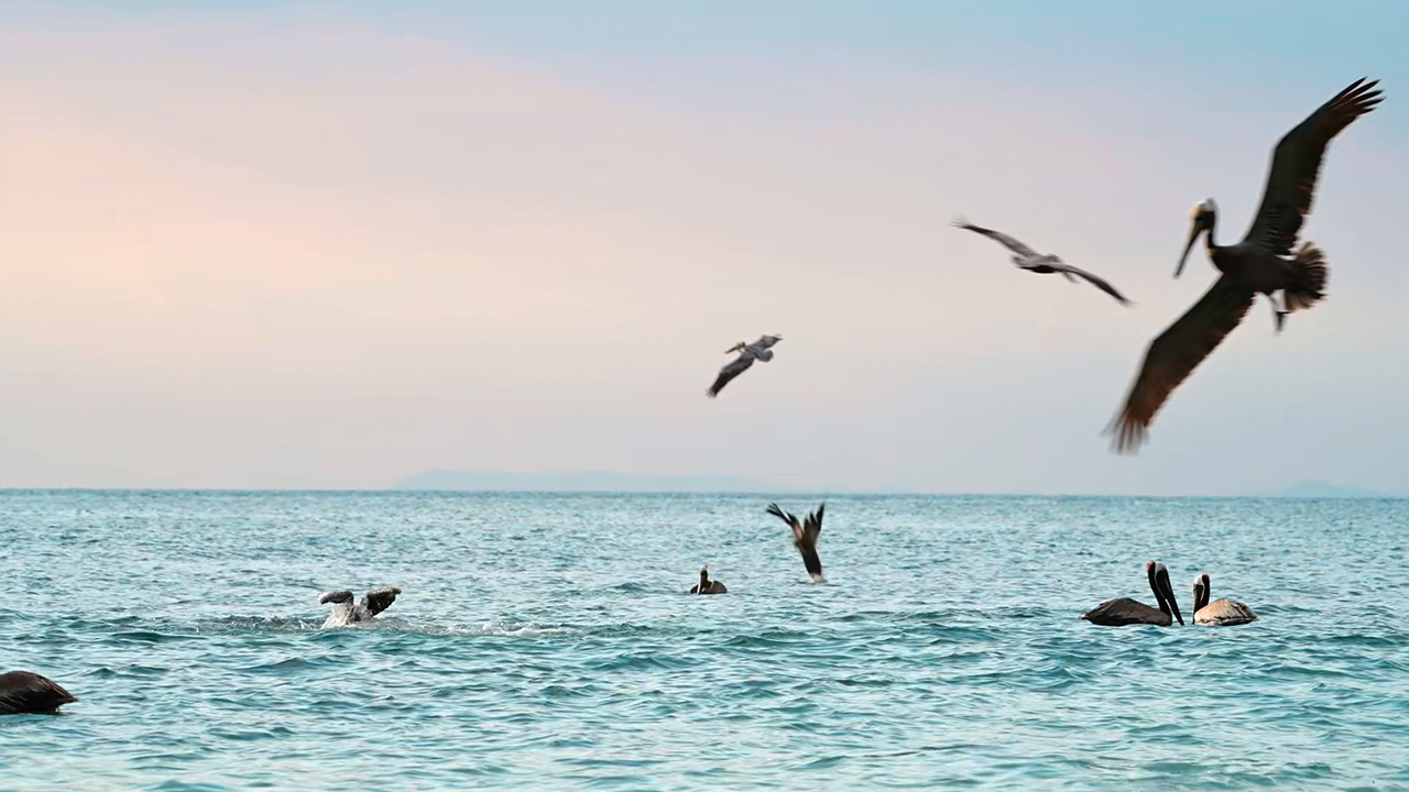 I filmed these birds hunting