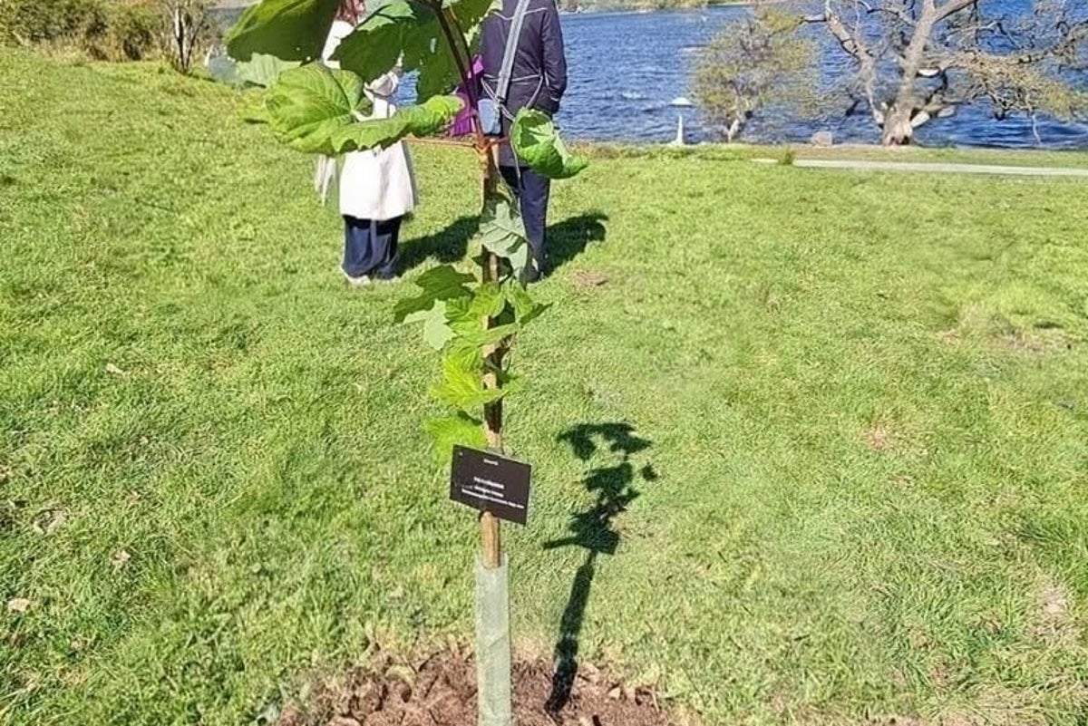 Mystery of stolen Sycamore Gap tree sapling continues