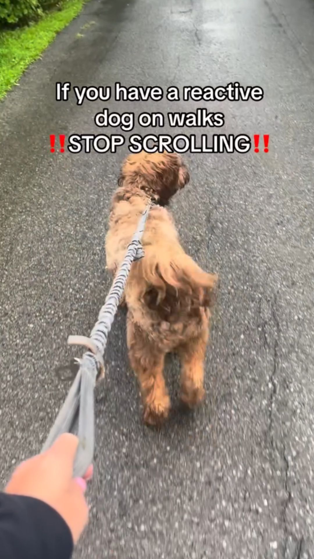 Dog reactivity tips for calmer walks around people and dogs