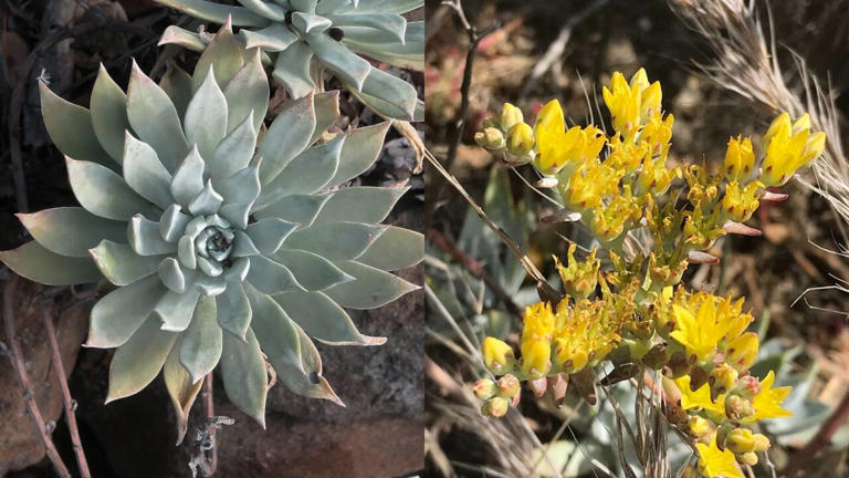 Rabbits removed, plant rebounds: Eradication halted Dudleya’s decline ...