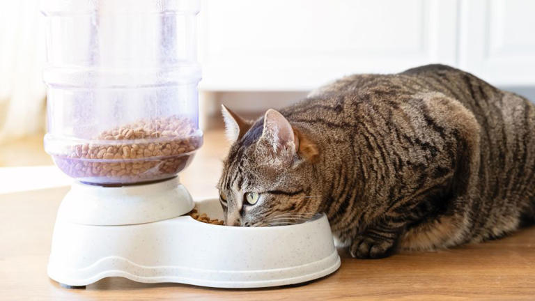 Cat food investigation finds heavy metals, pesticides and plastic chemicals