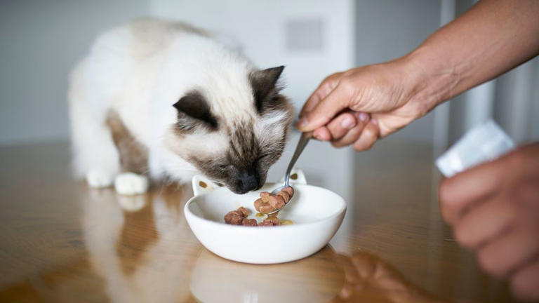 Cat food investigation finds heavy metals, pesticides and plastic chemicals