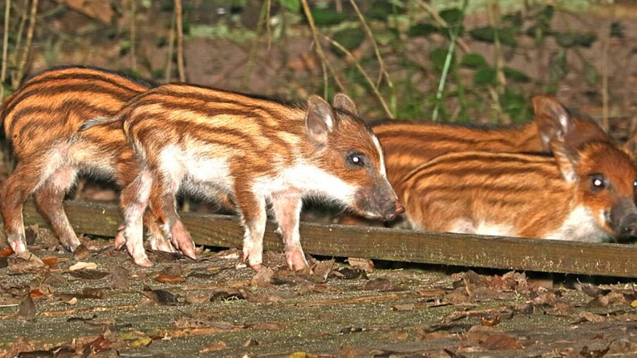 Forest recovery after pig removal: Long-term Hawaiian data tracks ...