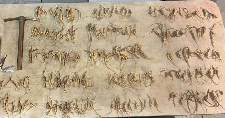 Suspects accused of poaching nearly 700 ginseng roots in Great Smoky ...