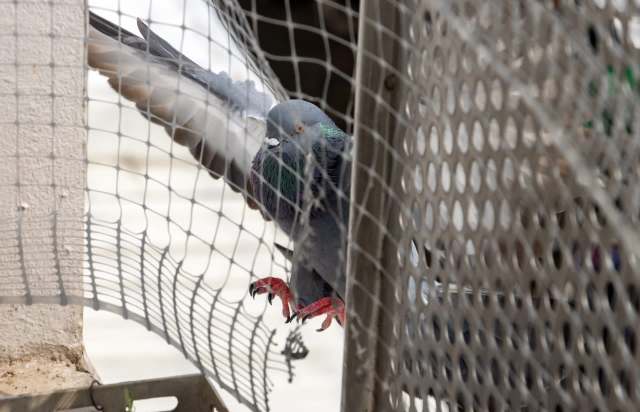 UK solar owner says installer drilled bird mesh into panels, leaving ...