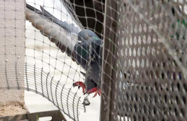 UK solar owner says installer drilled bird mesh into panels, leaving ...