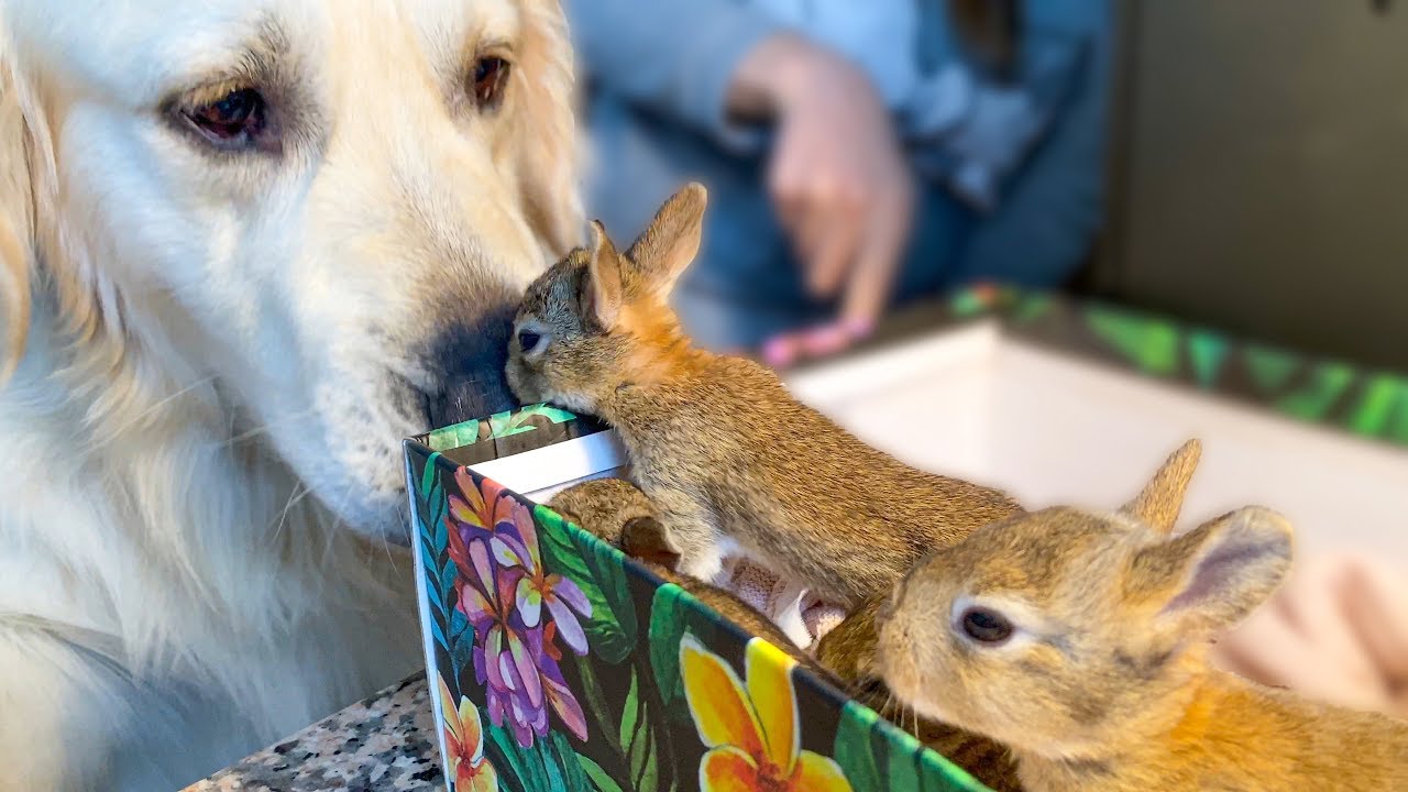 Baby bunnies meet a very gentle golden retriever