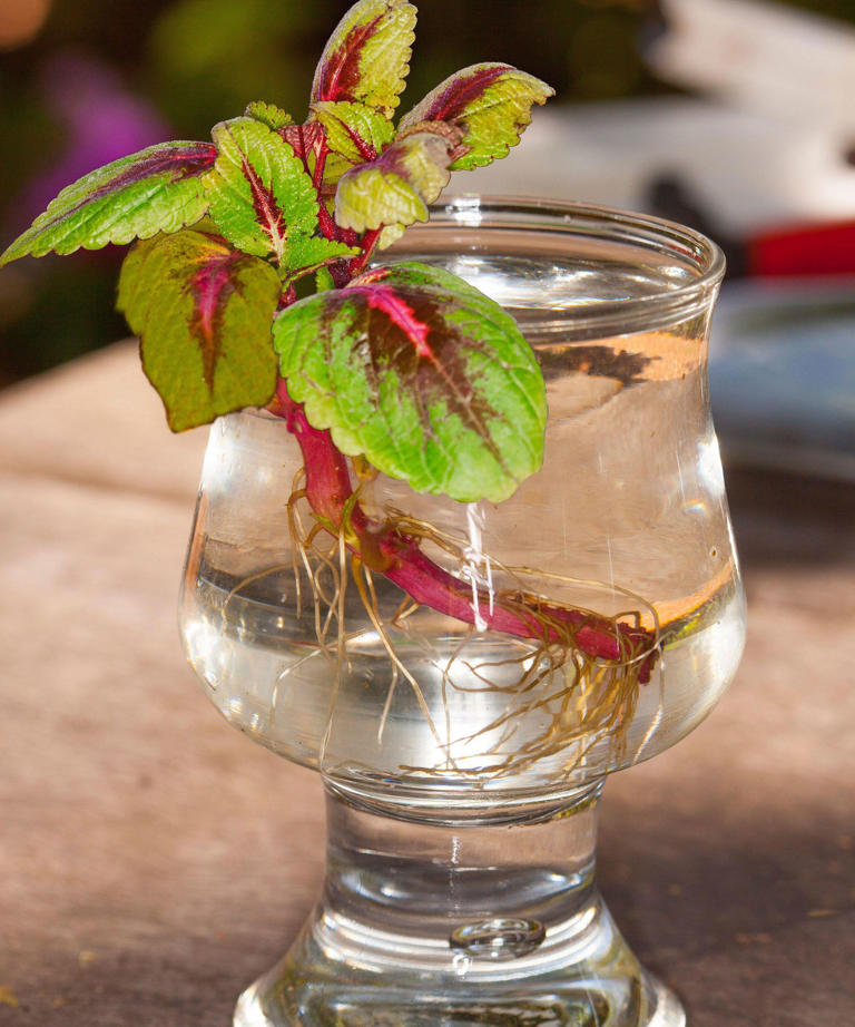 Grow coleus indoors this fall – for easy color you can overwinter and ...