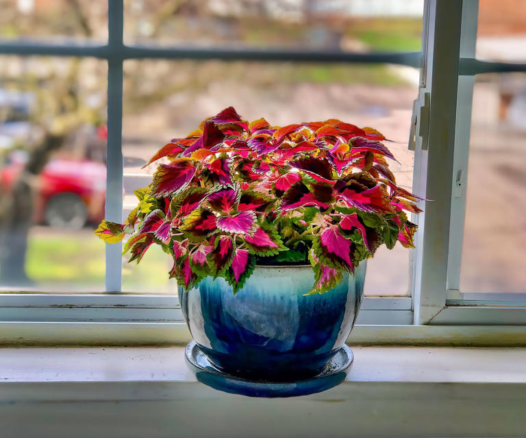 Grow coleus indoors this fall – for easy color you can overwinter and ...