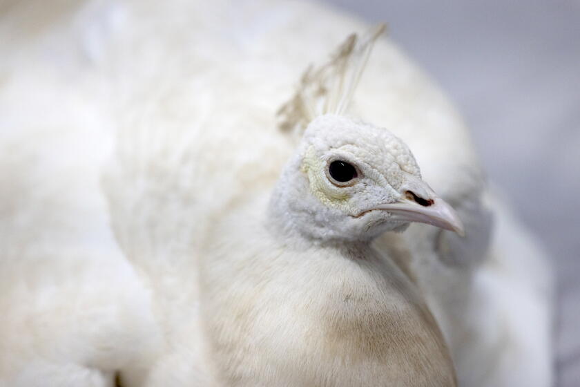 Pasadena's white peacock Sugar, beaten by mail carrier, is relocated to ...
