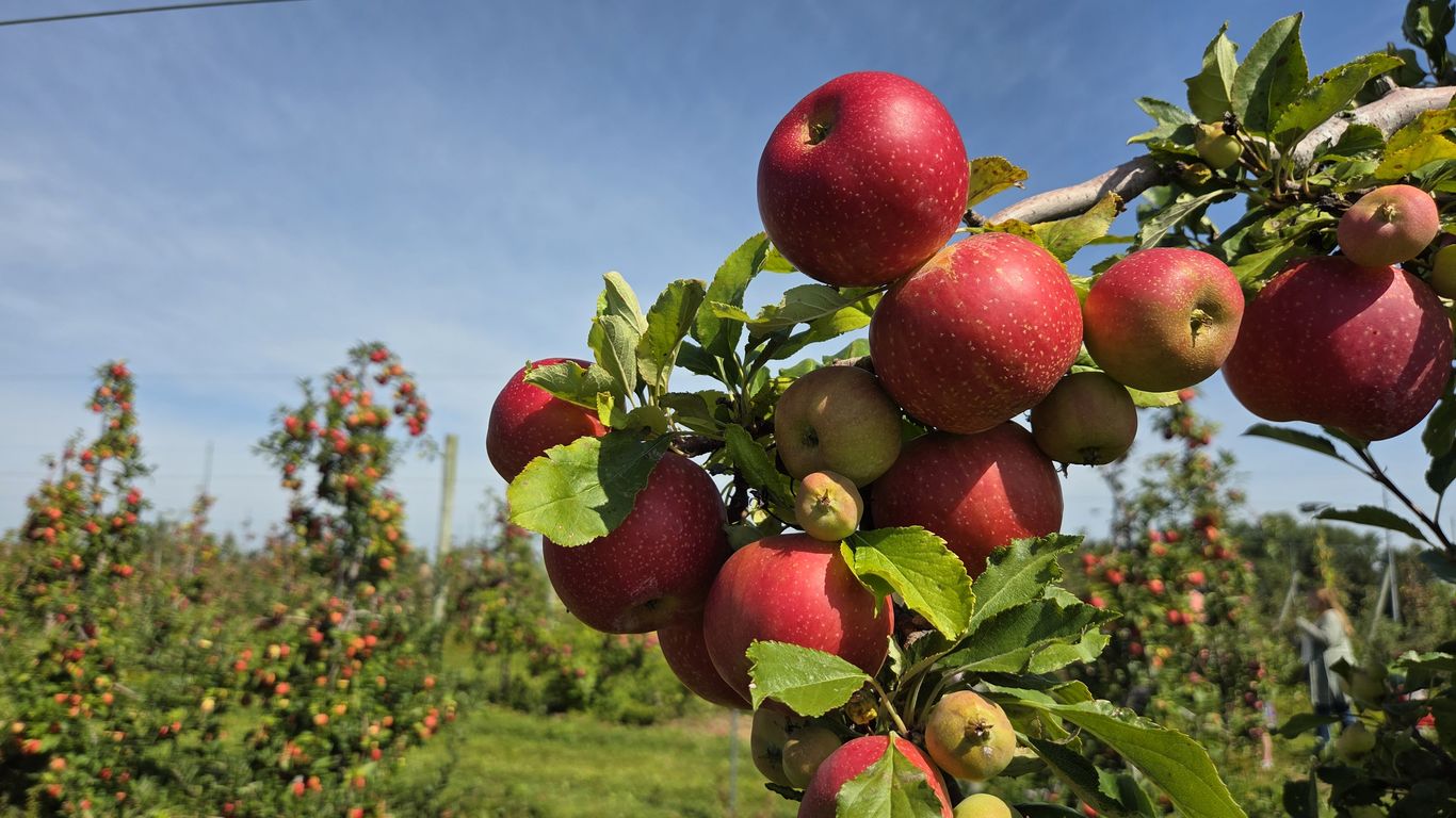 Your 2026 Central Indiana apple picking guide