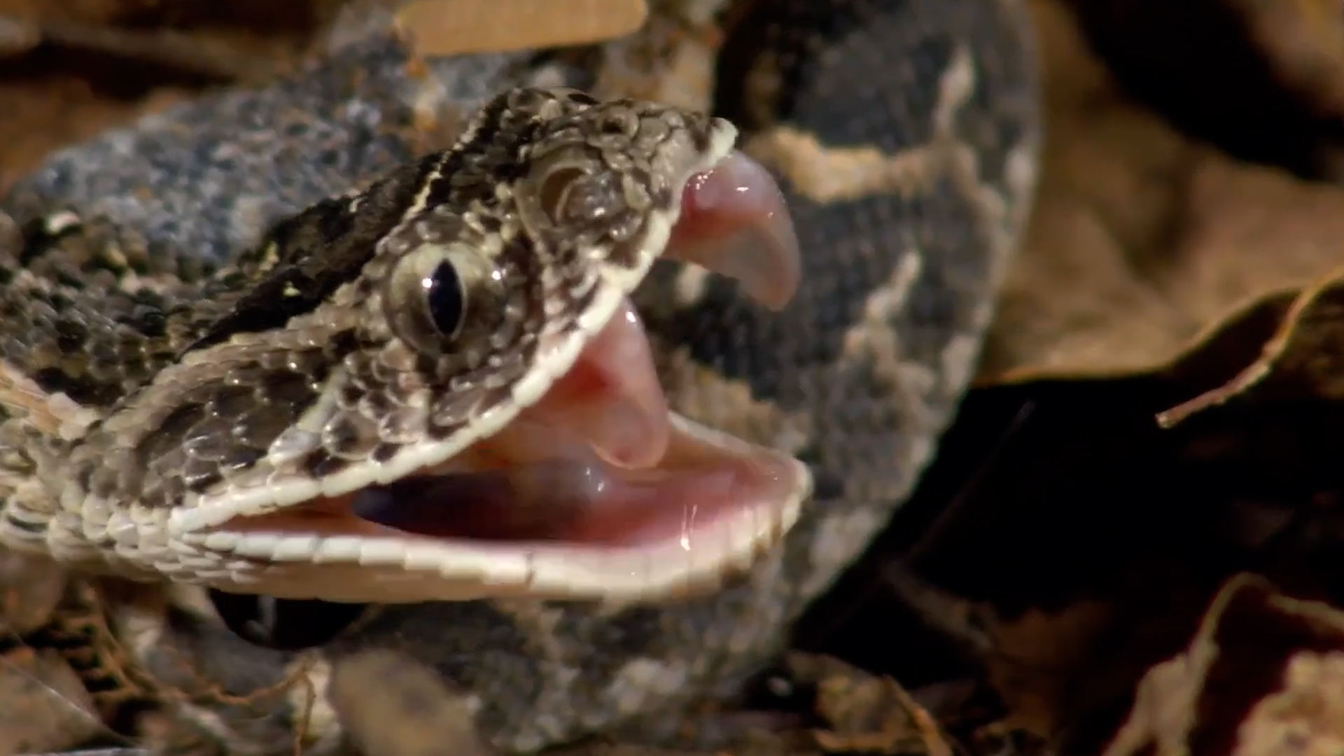Puff adder gives birth to more than 20 tiny snakes - each already armed ...