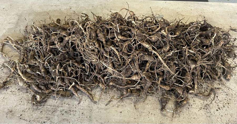 Suspects accused of poaching nearly 700 ginseng roots in Great Smoky ...