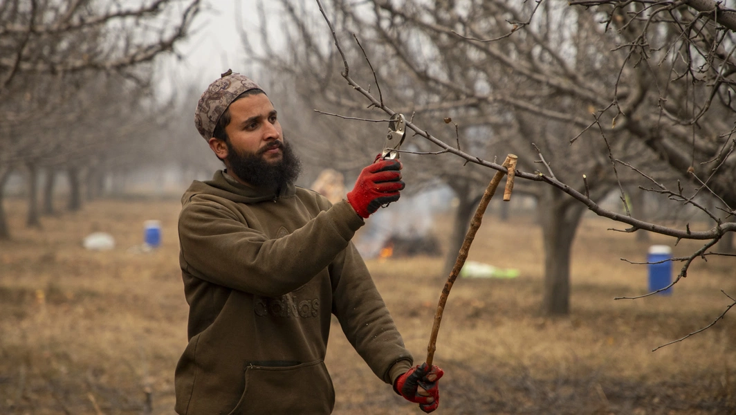 Year-round care for healthy fruit trees