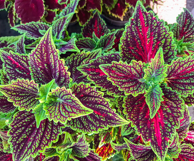 Grow coleus indoors this fall – for easy color you can overwinter and ...