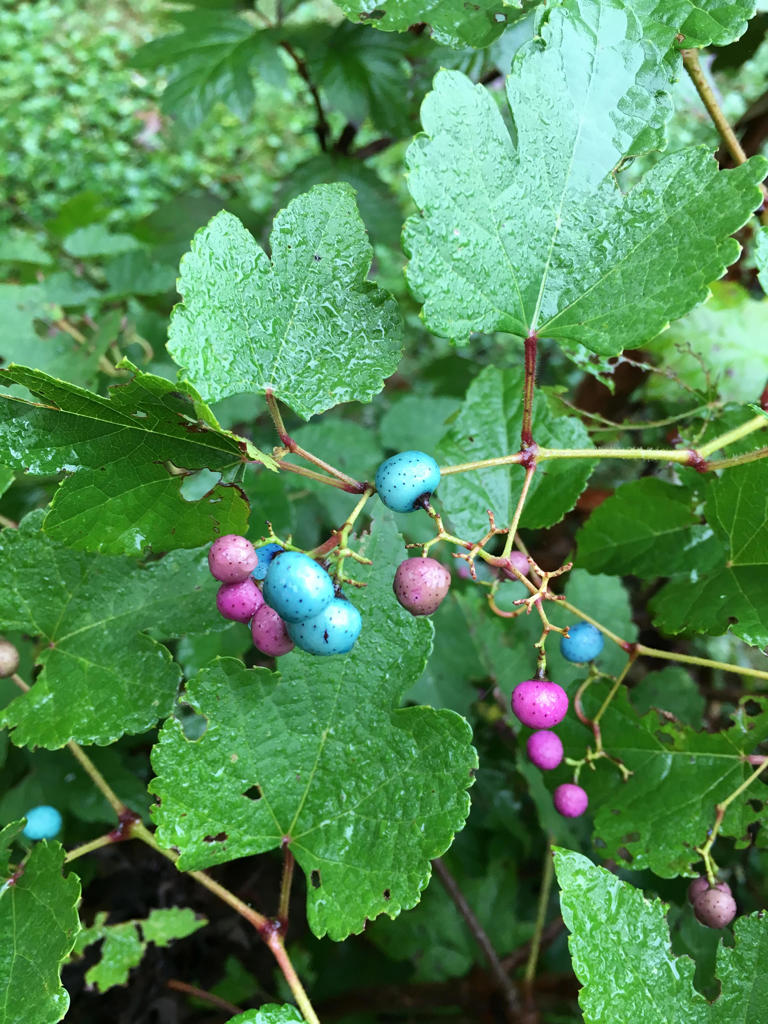 Four essential fall garden tasks to do now for a better spring landscape