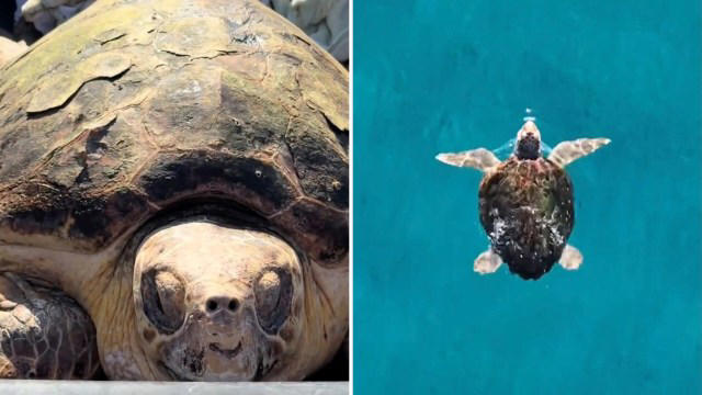 Florida sea turtle Sheldon swims back to the ocean after rescuers find ...