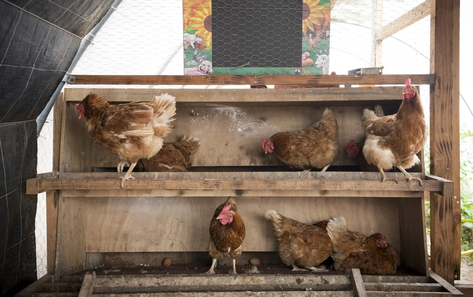 Designing the perfect chicken house for your flock