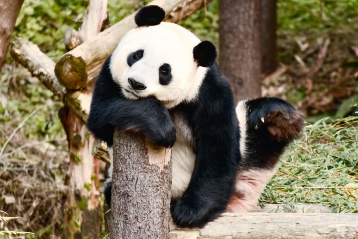 8 animals that can pause their pregnancy