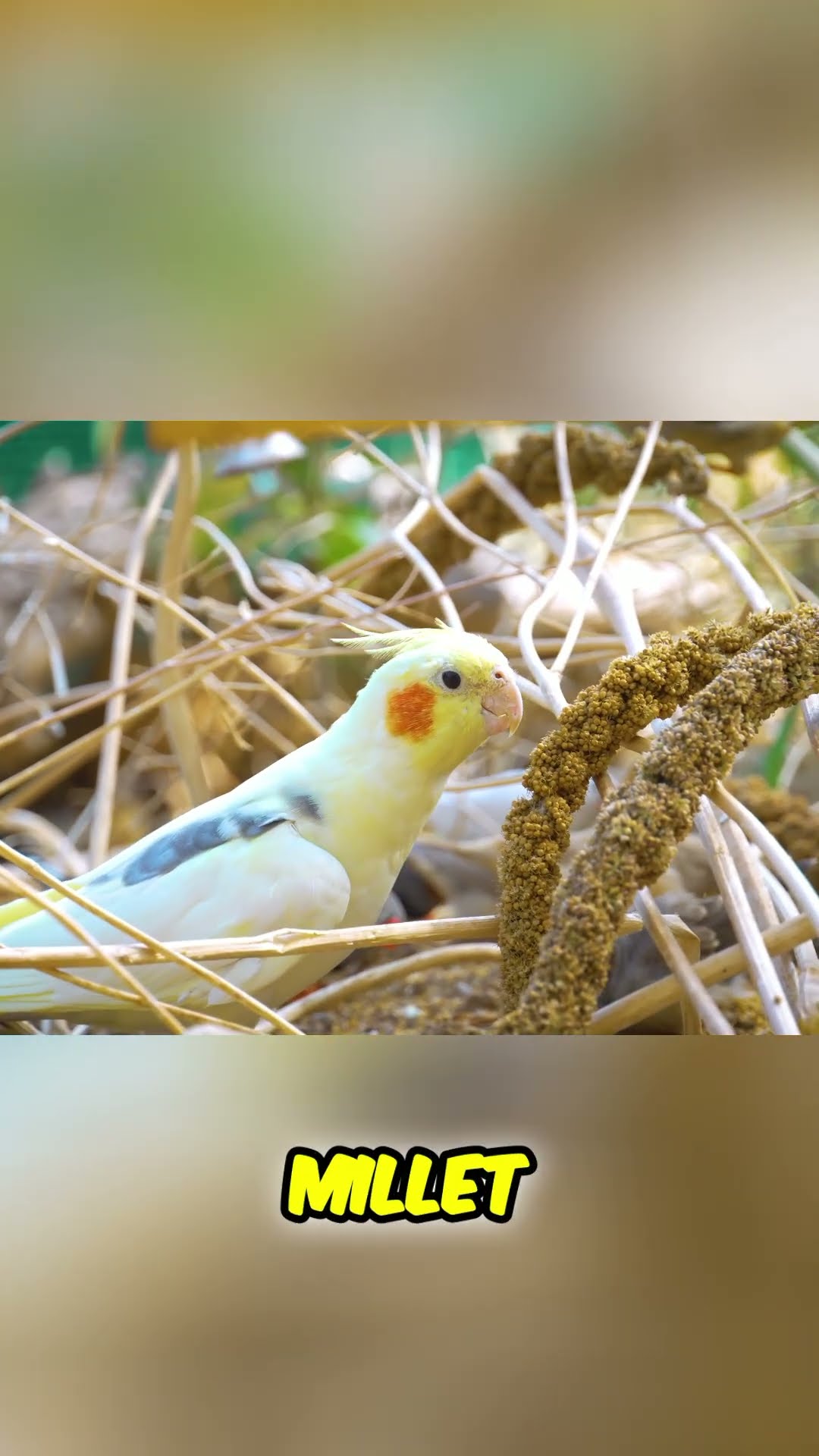 Millet treats for birds: Healthy snack or too much of a good thing?