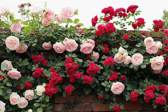 Roses will grow bigger and healthier blooms next year with 1 simple ...