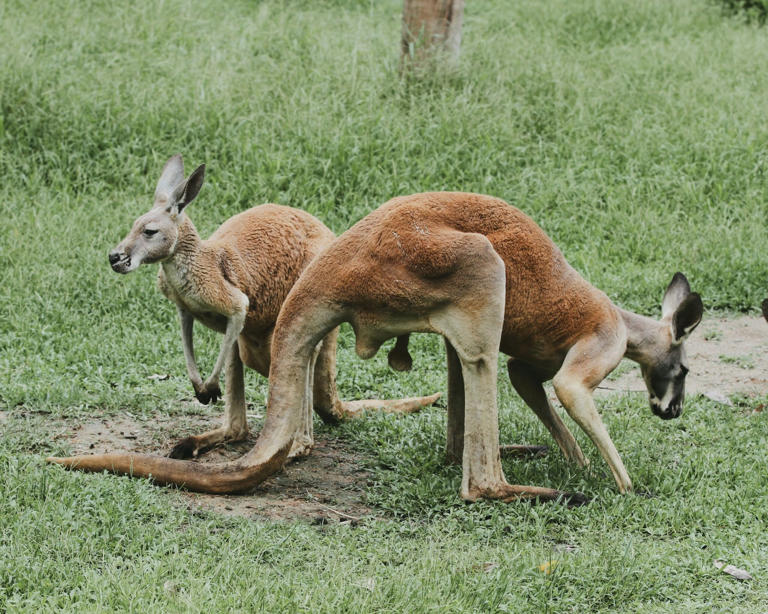 8 animals that can pause their pregnancy