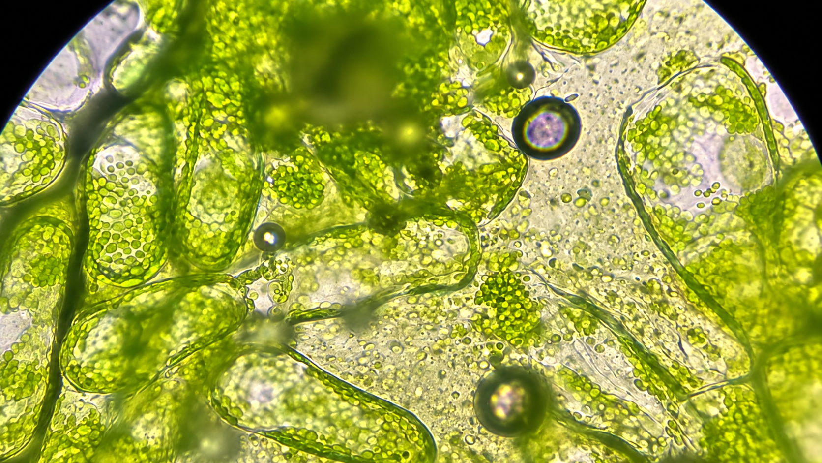 Tiny wonders reveal unexpected details under the microscope