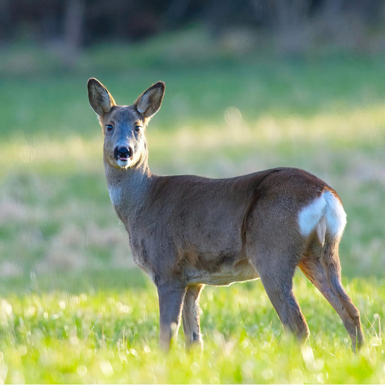 8 animals that can pause their pregnancy