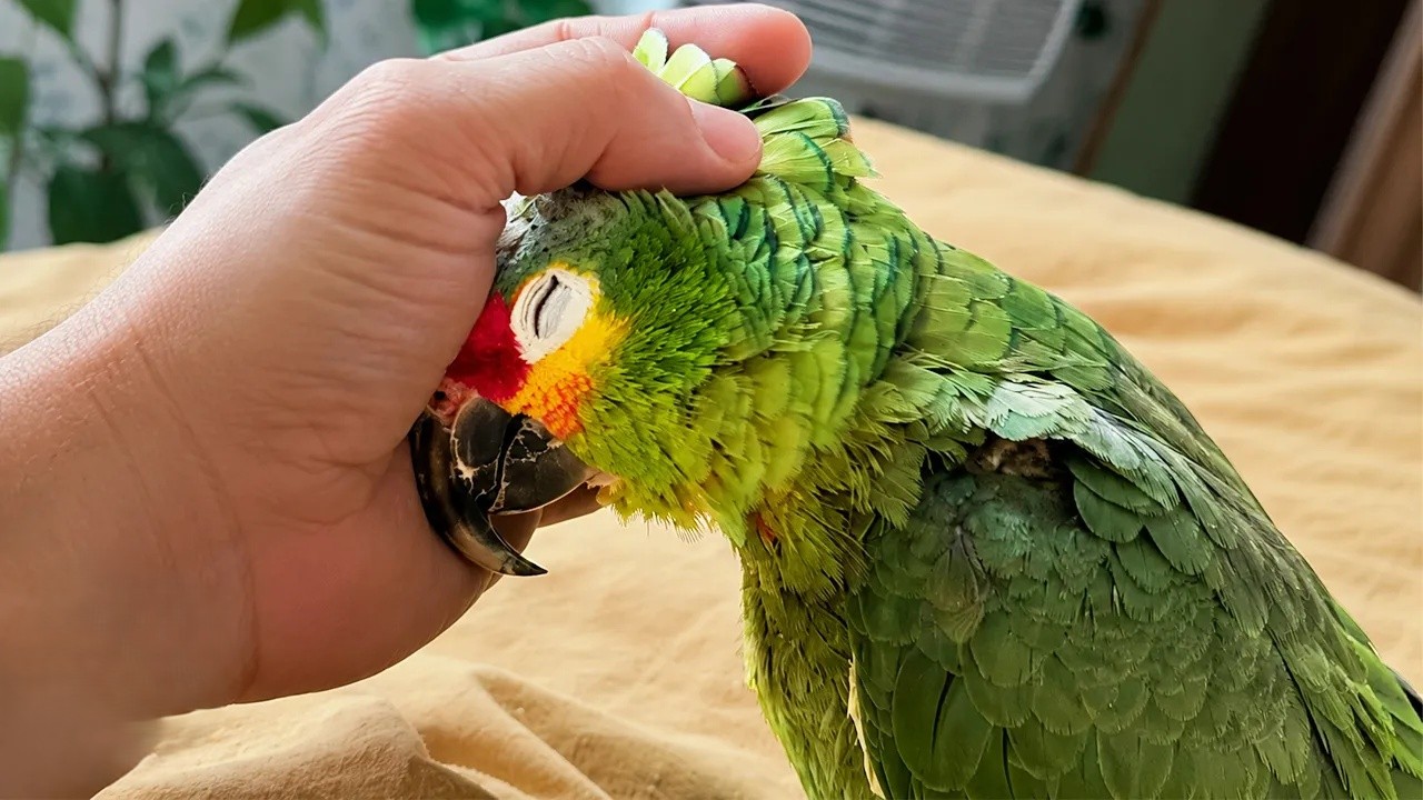 Parrot chooses a random couple as his new humans - and refuses to leave