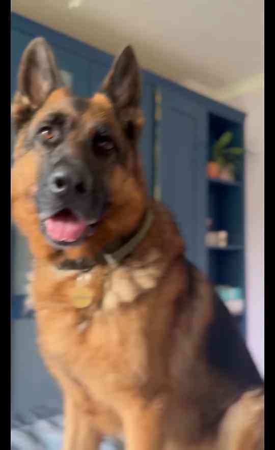 Why German shepherds love stepping in every muddy puddle