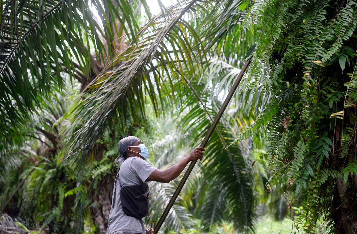 Sabah govt urged to review mandatory foreign worker training requirement