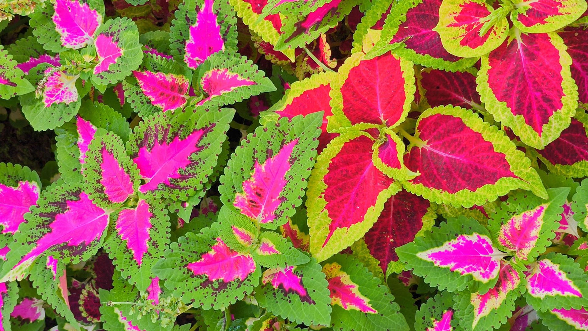 Grow coleus indoors this fall – for easy color you can overwinter and ...